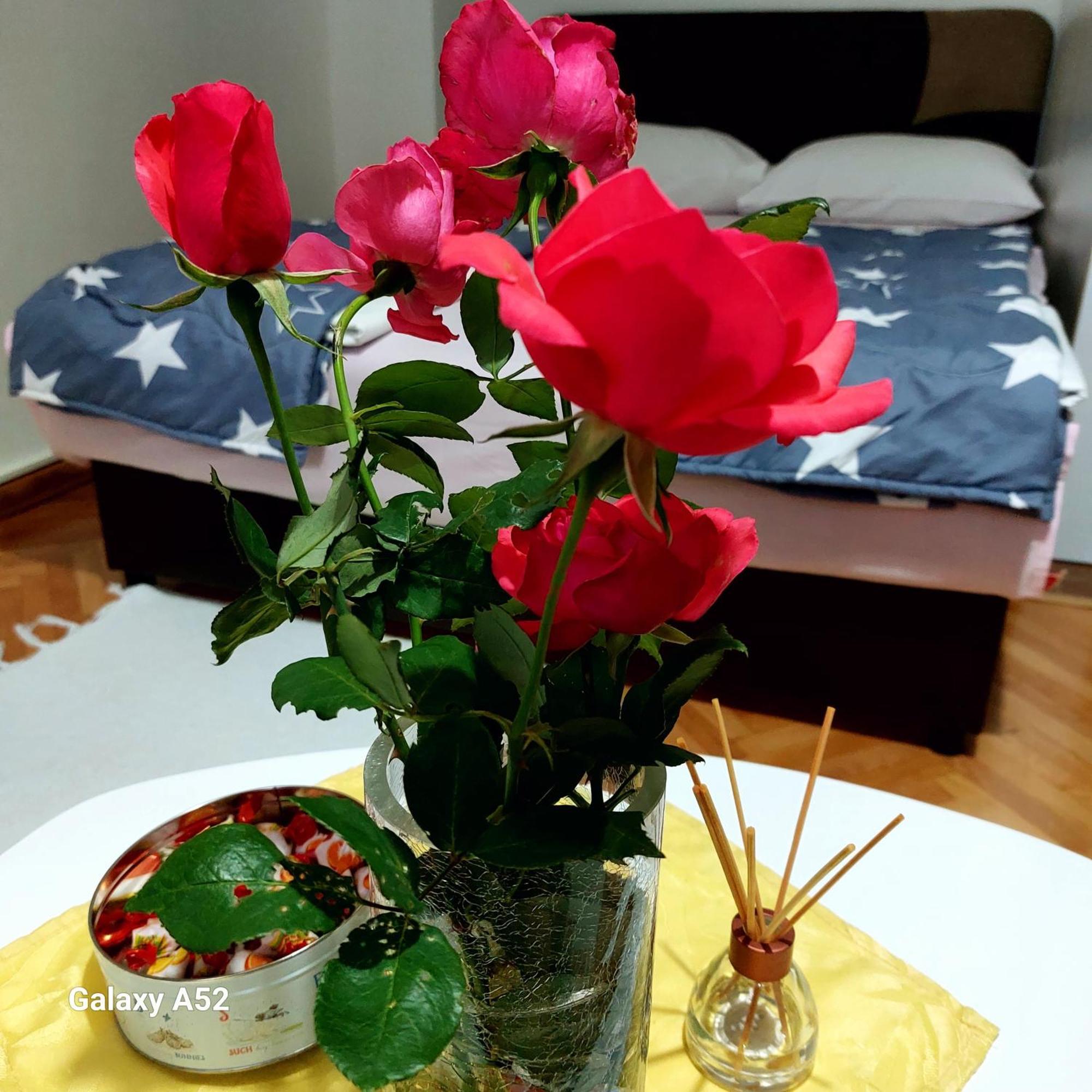 Apartman Pavle Pluzine Bagian luar foto